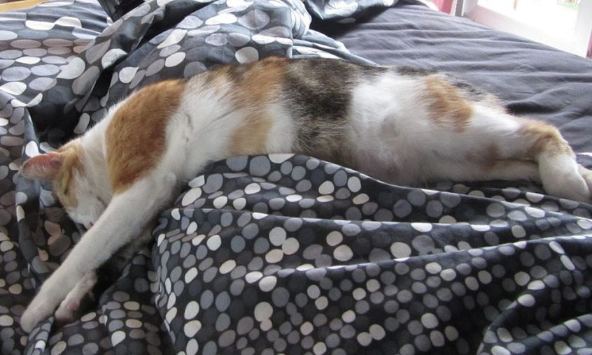 Katze, sur le point de mettre bas, allongée sur le lit de Maxime de Blasi.