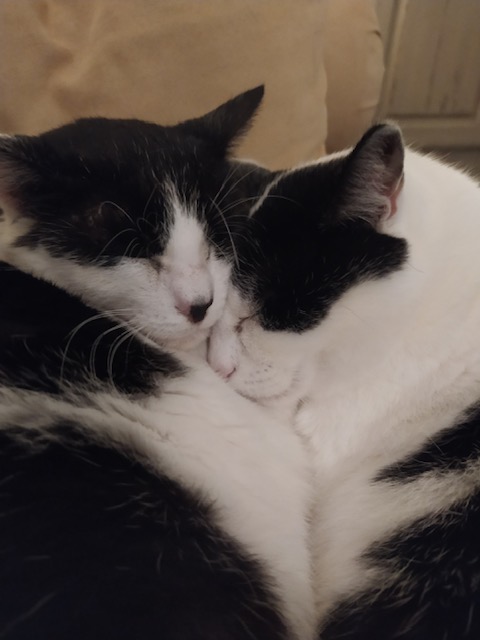 Philo et Choupette, deux amours de chats