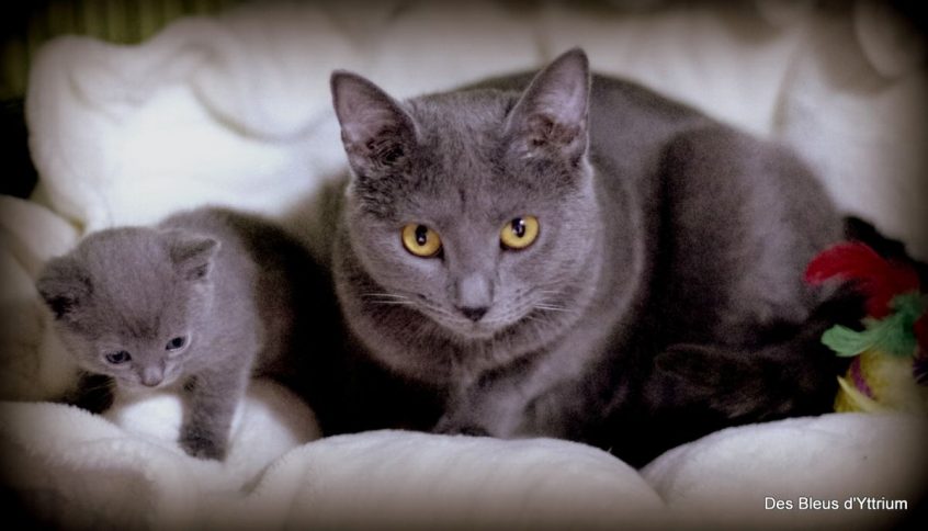 Le chaton chartreux et sa maman