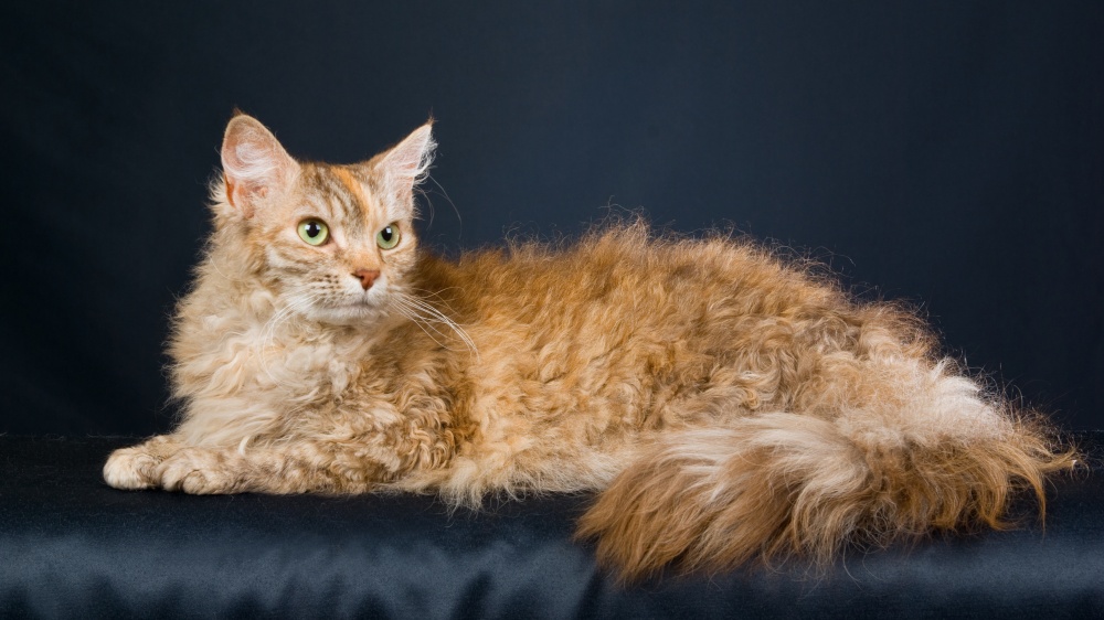 Le Laperm Une Perle Rare Matou Chat Magazine