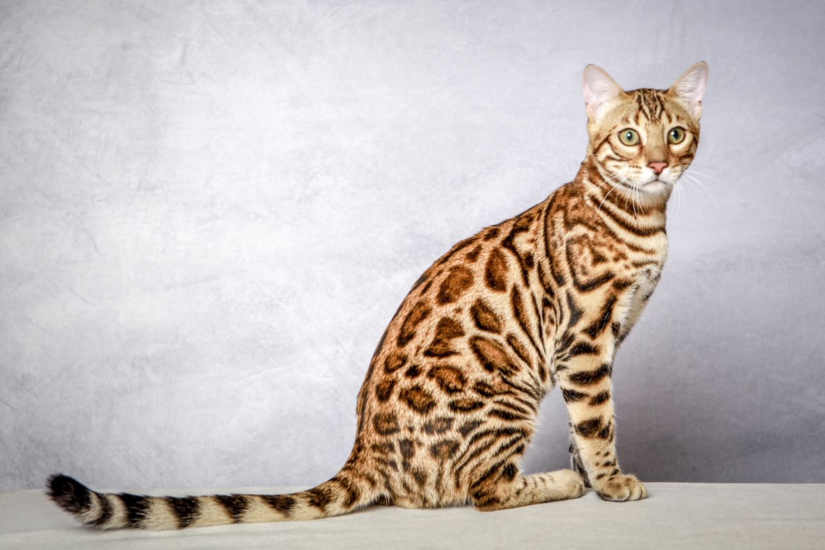 Le chat Bengal